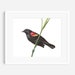 Red Wing Blackbird Print Red Wing Blackbird Blackbird Print - Etsy