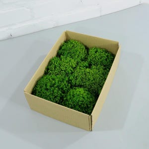 Green Reindeer Moss | Preserved Yagel for Crafts & Decor | Natural Stabilized Moss for DIY, Terrariums, Wall Art, Floral Projects