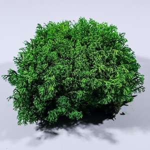 Green moss decor, Moss wall art living, Green preserved moss, Wall decor, Moss decorations, Lichen moss, Terrarium moss, Live moss