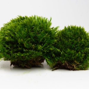 Green Stable moss, Florist supplies, Hypoallergenic green, Fluffy moss for indoor gardening, Green Decorative Real Terrariums, Gardening