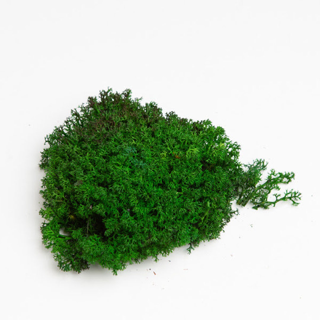 Preserved Moss, Wall Art Moss, Moss Decor, Decorative Moss Balls, Green Moss Wall Art, Live Moss