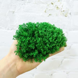 Stabilized Moss, Live Moss, Preserved Sheet Moss, Live Moss Variety, Decorative Moss Balls, Preserved Moss Wall Art