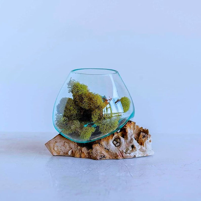 Glass Vase on Teak Root Molten Glass Wood Teak Root Wood Etsy