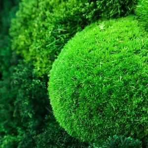 Green moss balls, Preserved moss wall art, Green moss decor, Terrarium moss, Cushion moss balls, Moss art, Decor living moss
