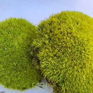 Palline di muschio, palline di muschio decorative, palline di muschio verde, arte murale di muschio verde, arredamento di muschio, muschio cuscino, muschio stabilizzato, muschio artistico da parete