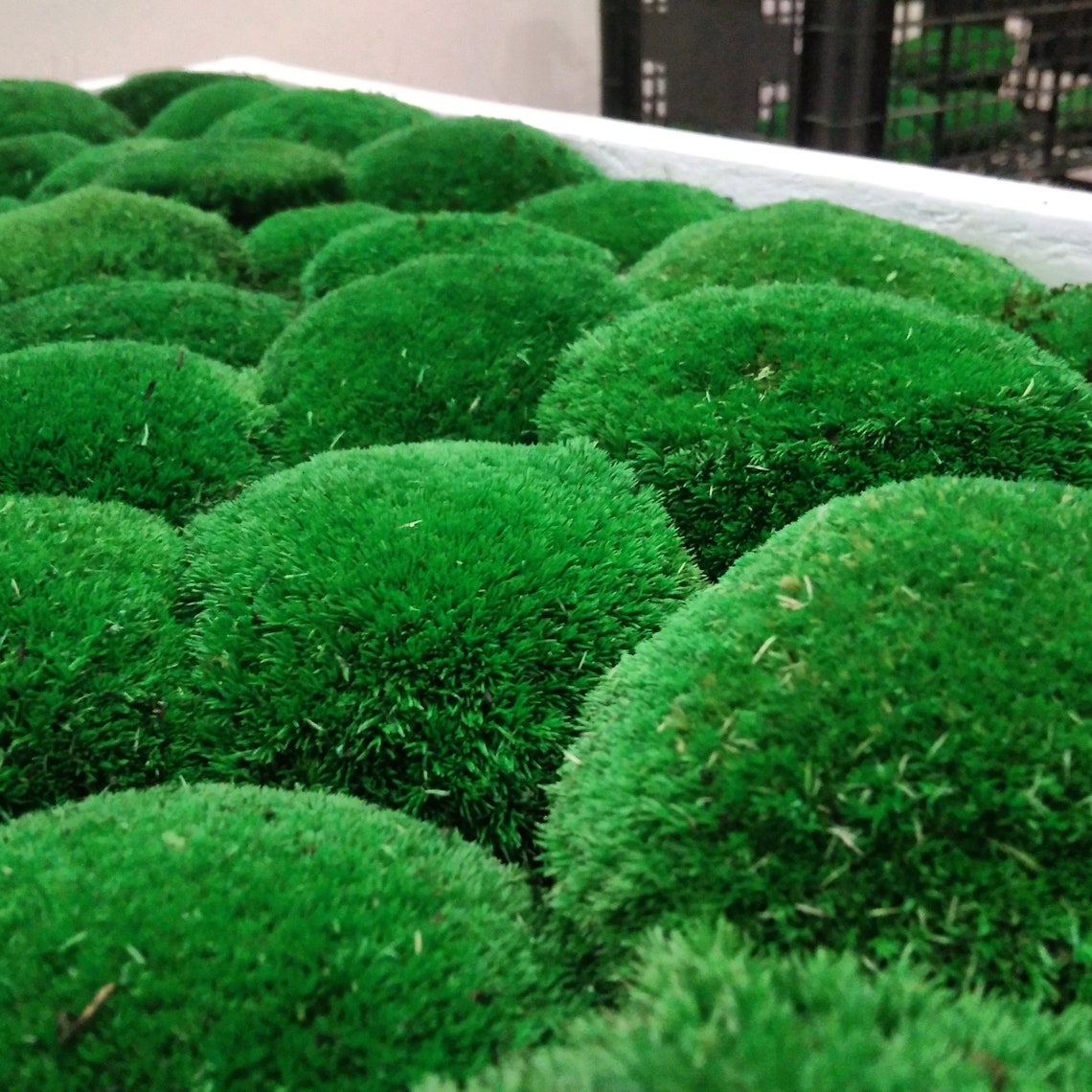 Moss Colorful Pillow Pillow Moss Moss Green Pillow Cover Etsy