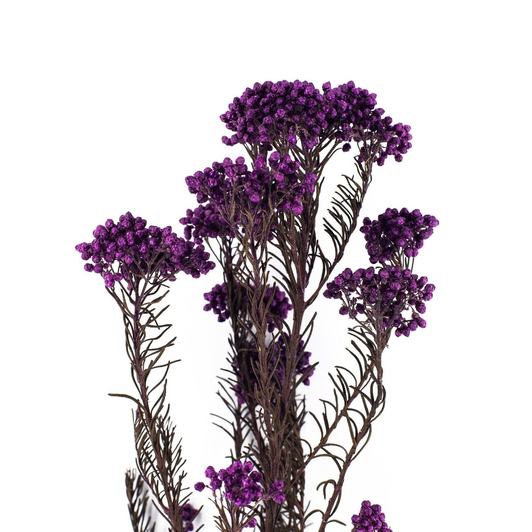 Purple Dried Flowers Dries Flowers Pressed Flowers Pressed Etsy