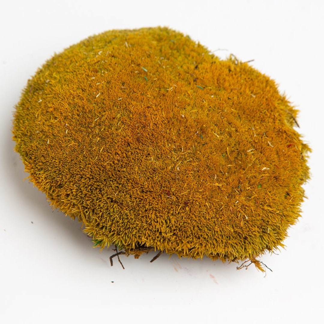 Preserved Sheet Moss, Decorative Moss Balls, Home Wall Decor, Preserved Moss Design, Stabilized