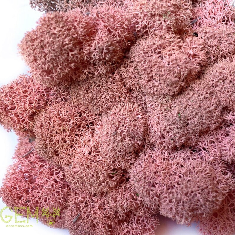 Pink moss wall hanging for girls room decoration carpet table ec