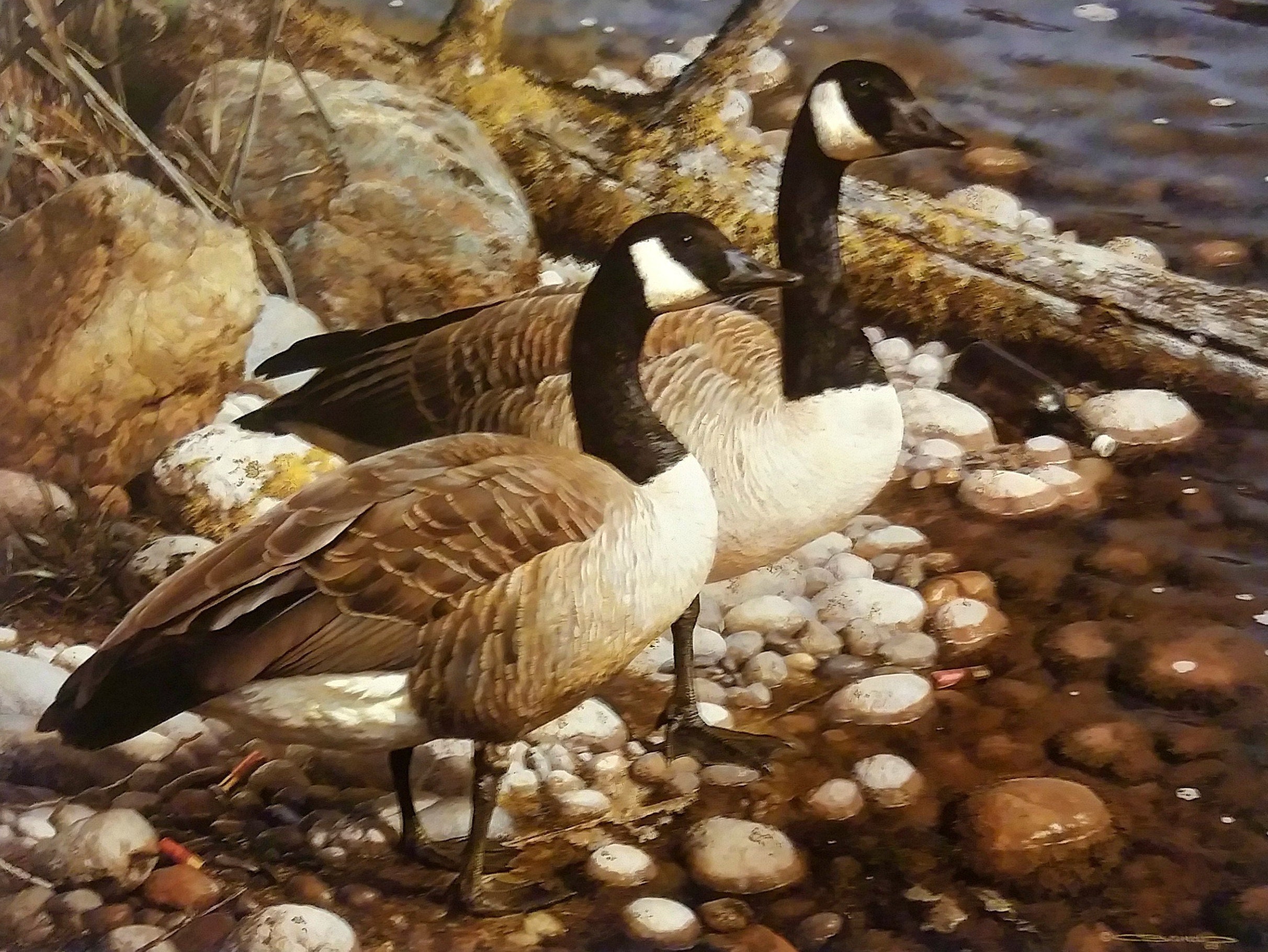 Framed and triple matted and rare Carl Brenders limited edition Trumpeter Swans print Framed and triple matted and rare Carl Brenders limited edition Trumpeter Swans print