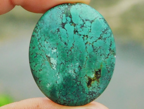 標本 Tibet Cheirotonusmacleayi 59mm 8