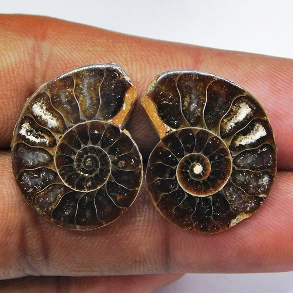 Fossiler Schmuck Ammonit Ohrhänger – Nicola Buggert