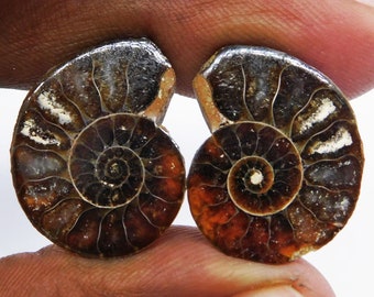 Ammonite Stone Earring Pair: Natural Fossil Gemstone, 26.10 Cts