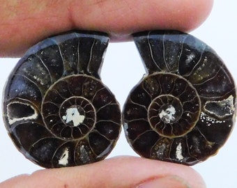 Genuine Fossil Ammonite Earring Pair: AAA Cabochon Gemstone
