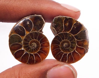 Natural Fossil Ammonite Stone Earring Pair - 47.60 Cts