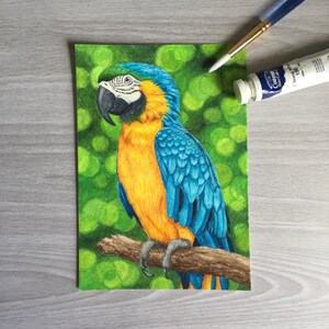 Perroquet - Aquarelles originales