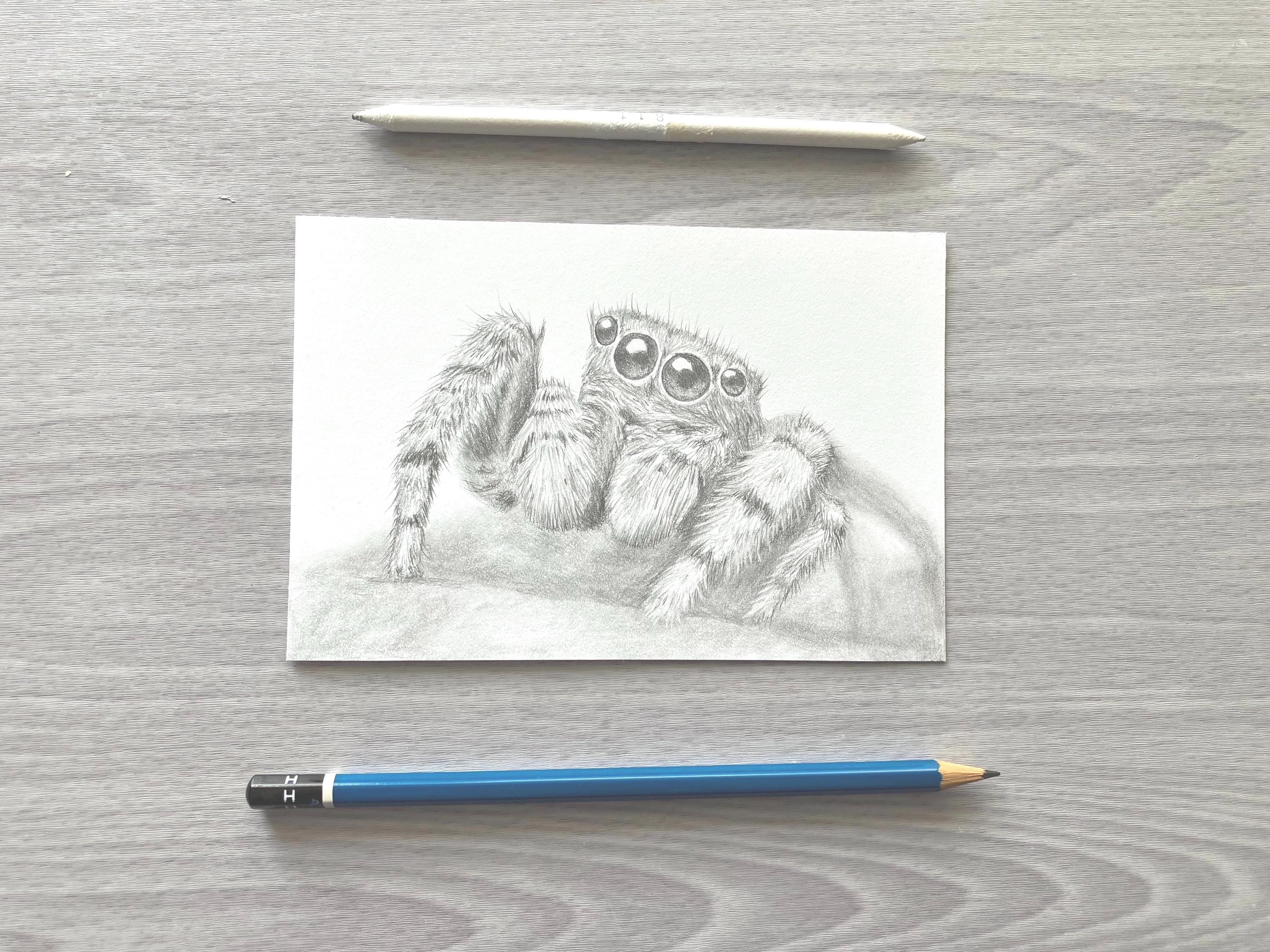 Spider - Graphite Original Drawings - Etsy