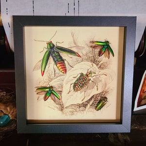 Metallic Rainbow Jewel Beetle  -  Chrysochroa aurora -  Framed Insect - Natural Art Print - Metallic Beetle - Insect Art