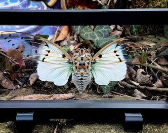 White Ghost Cicada - White True Ghost - Ayuthia spectabile- Framed Insect - Floating Frame - Giant Bug -  Perfect For Cabinet of Curiosities