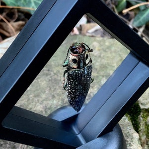 Op de afbeelding: Een zwarte vitrine met een transparante voorkant, waarin een geconserveerde kever met groene en zwarte markeringen te zien is. De kever hangt in de vitrine, met zijn kop naar boven gericht.
