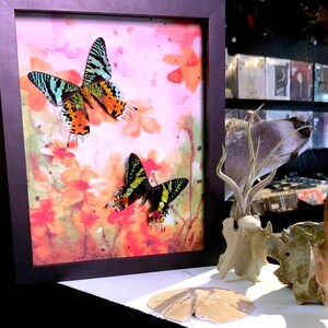 Framed Chrysiridia rhipheus Butterfly Moth, Madagascan Sunset Moth, Watercolor Flowers, Entomology, Real Butterfly Mount, Watercolor Print