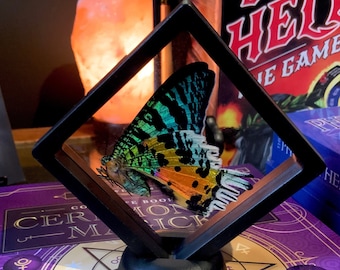 Madagascan Sunset Moth: Real Butterfly in Floating Frame