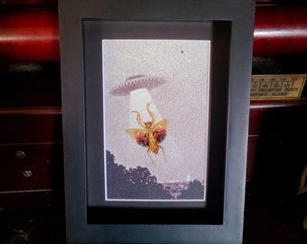 UFO Alien Invasion Abducted Mantis - Jeweled Flower Mantis, Creobroter gemmatus -  Shadow Box Frame