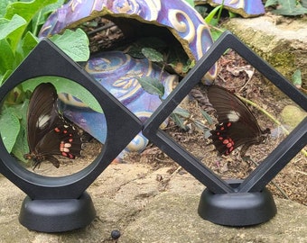 Motyl Papilio isidorus: prawdziwy jaskółczy ogon w pływającej ramce