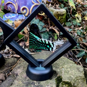 Real Day Flying Moth Butterfly - Green-banded Urania - Urania leilus  -  In Floating Frame