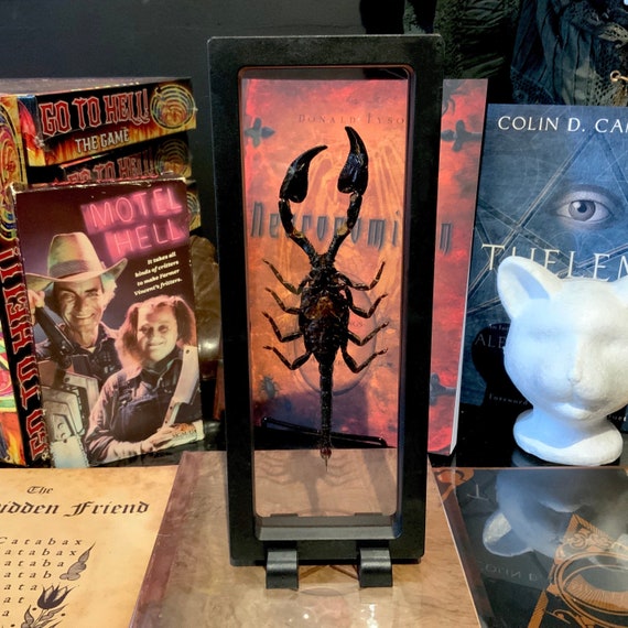 Scorpion Framed - Real Arthropod - Framed Insect - Forest Scorpion - Perfect For Cabinet of Curiosities - Scorpion Taxidermy