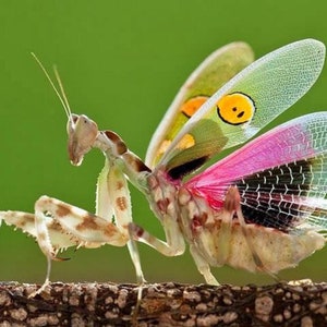 May include: A close-up of a praying mantis with patterned wings. The wings display a gradient of colors, including pink, black, and yellow, with a smiley face design. The insect is perched on a brown branch against a green background.