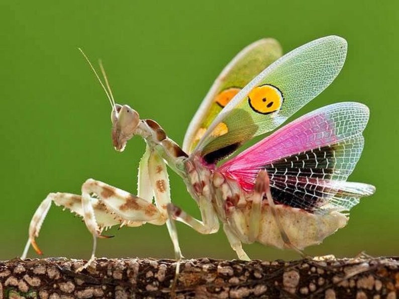 May include: A close-up of a praying mantis with patterned wings. The wings display a gradient of colors, including pink, black, and yellow, with a smiley face design. The insect is perched on a brown branch against a green background.