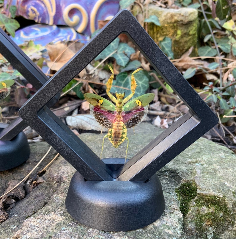 May include: A framed insect display featuring a vibrant, yellow and green praying mantis with red and transparent wings. The insect is encased in a black, diamond-shaped frame, mounted on a black base. The background includes foliage and a stone surface.
