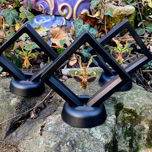 May include: Three framed insect displays. Each display features a preserved insect with green and brown wings, set against a black square frame and a black circular base. The background includes foliage and a stone surface.