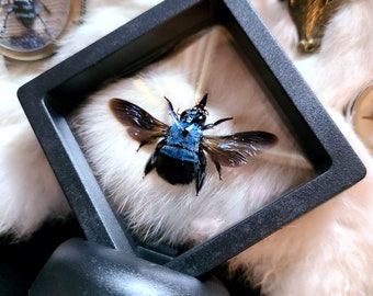 Blue Bee - Real Blue Carpenter Bee - Bumblebee - Xylocopa caerulea Indonesia - Floating Frame Insect
