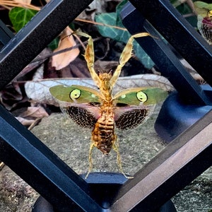 May include: A detailed view of a dead, dried, brown and tan praying mantis with green and black patterned wings. The insect is displayed within a black, geometric frame, set against a backdrop of leaves and stone.