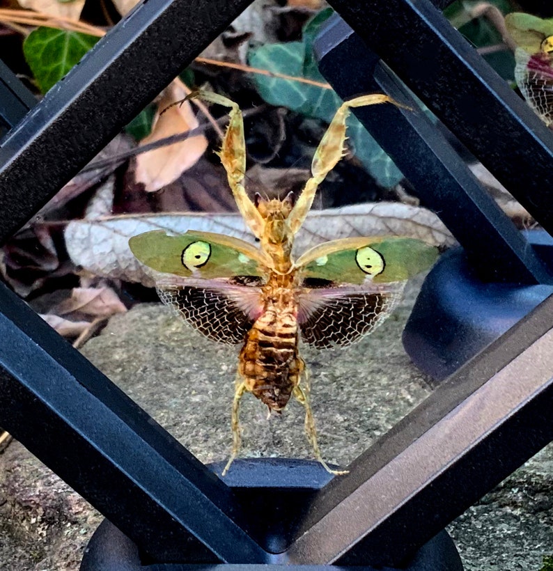 May include: A detailed view of a dead, dried, brown and tan praying mantis with green and black patterned wings. The insect is displayed within a black, geometric frame, set against a backdrop of leaves and stone.