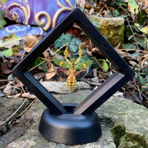 May include: A preserved insect, a praying mantis, is displayed in a black, angled, floating frame. The insect has a yellow and green body with red and green wings. The frame is on a black base, set on a stone surface.
