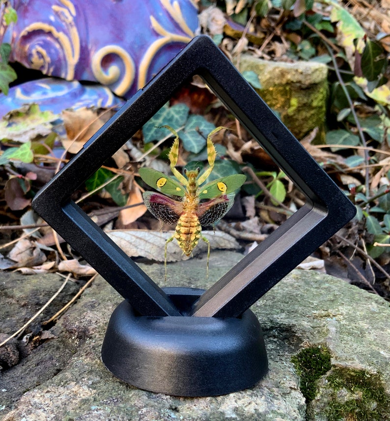May include: A preserved insect, a praying mantis, is displayed in a black, angled, floating frame. The insect has a yellow and green body with red and green wings. The frame is on a black base, set on a stone surface.