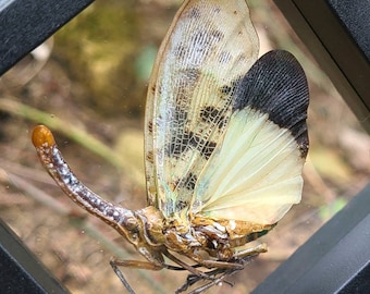 Framed Lanternfly Insect Specimen: Pyrops astarte Desktop Display