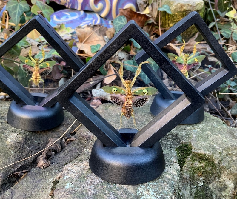 May include: Three framed insect specimens. Each insect is displayed in a black, diamond-shaped frame with a black base. The insects have green and brown wings and are positioned against a clear background.