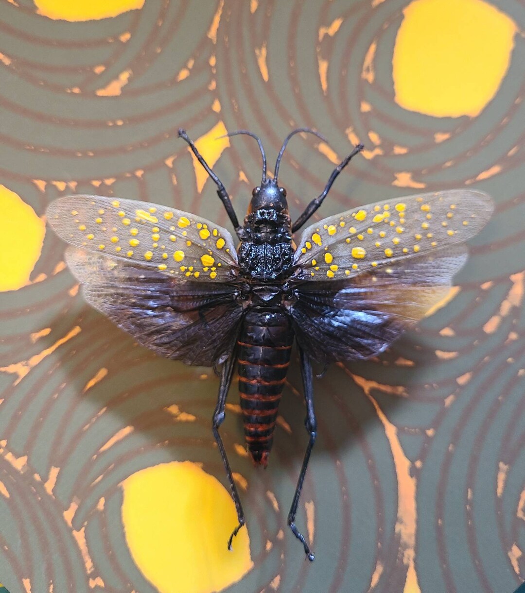 Northern Spotted Grasshopper - Real Insect Taxidermy - Shadow Box Frame ...