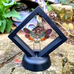 Puede incluir: Un espécimen de insecto enmarcado con alas coloridas, presentado en un marco negro de forma cuadrada. El insecto presenta un patrón verde, naranja y marrón. El marco está montado sobre una base negra, sobre un fondo de piedra natural.