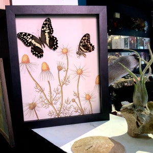 Papilio demodocus Butterfly, citrus swallowtail, Christmas butterfly, Watercolor Flowers, Entomology, Real Butterfly Mount, Watercolor Print