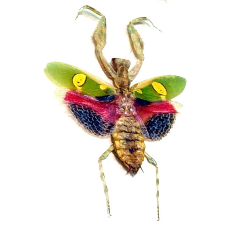May include: A close-up view of a colorful insect with outstretched wings. The wings are green with yellow markings, red and black. The insect's body is brown and segmented, with long, slender legs. The background is white.