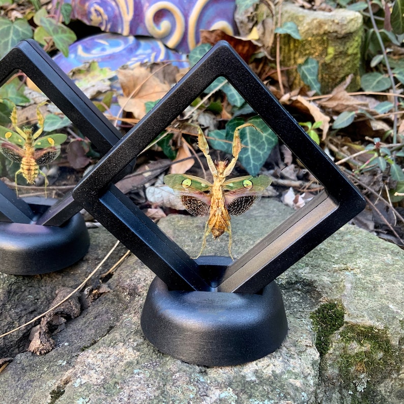 May include: Two framed insect specimens. Each insect is displayed in a black, square frame with a black base. The insects have a tan body with green and brown wings. The frames are displayed on a stone surface.