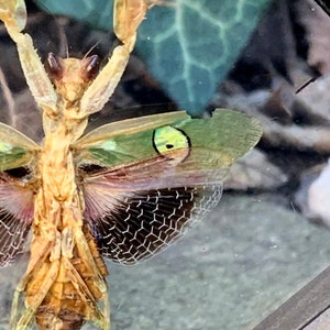May include: Close-up of a praying mantis with a tan body and green and brown wings. The wings have a distinctive pattern of black and white geometric shapes. The insect is positioned against a blurred background of green leaves.