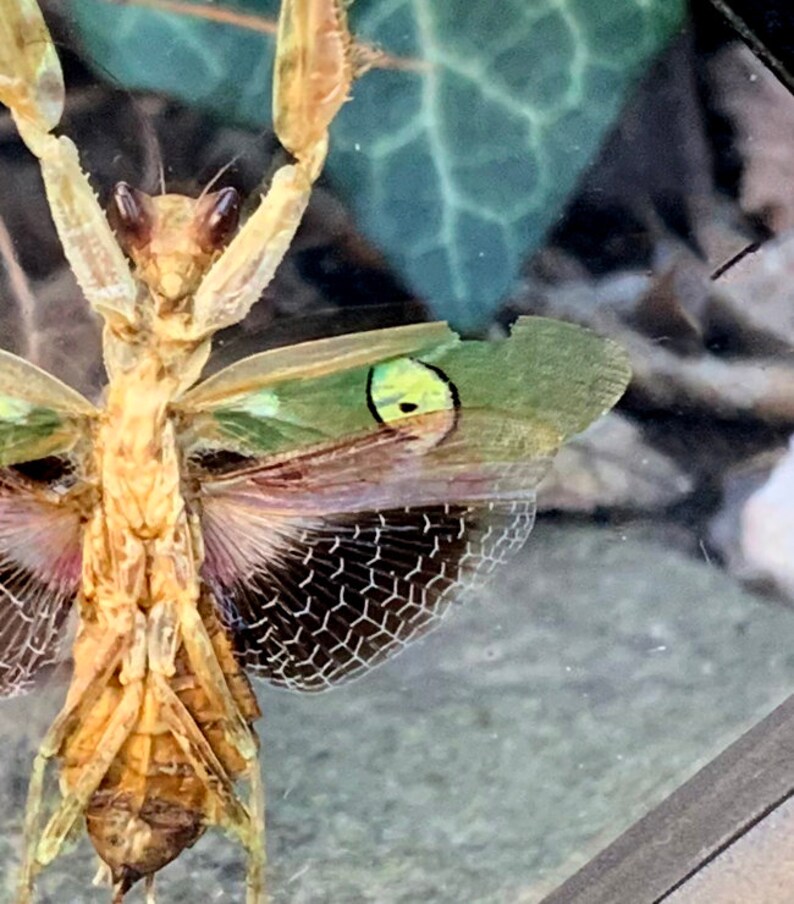 May include: Close-up of a praying mantis with a tan body and green and brown wings. The wings have a distinctive pattern of black and white geometric shapes. The insect is positioned against a blurred background of green leaves.