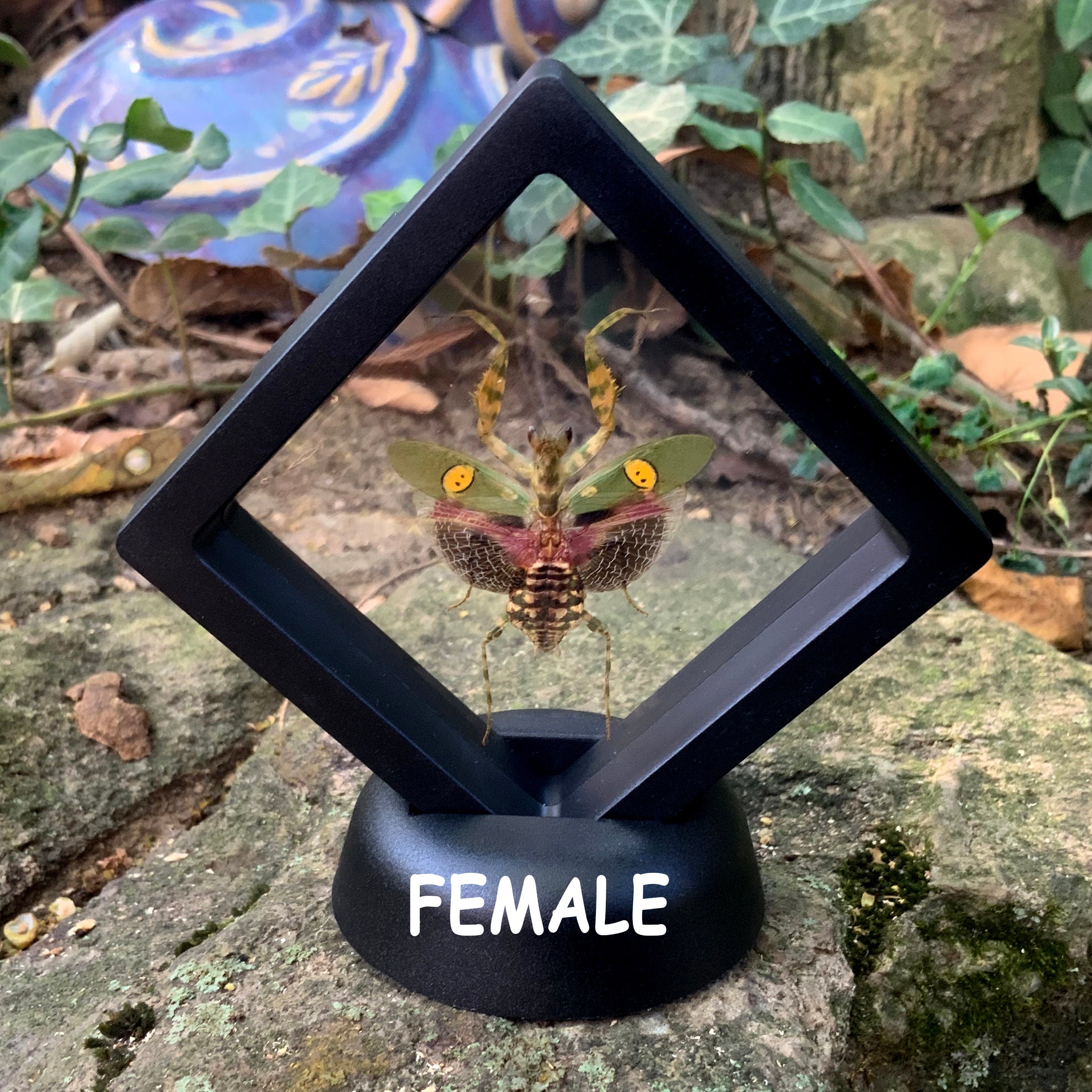 カマキリ男爵 カマキリ男爵 (かまきりだんしゃく)とは【ピクシブ百科事典】