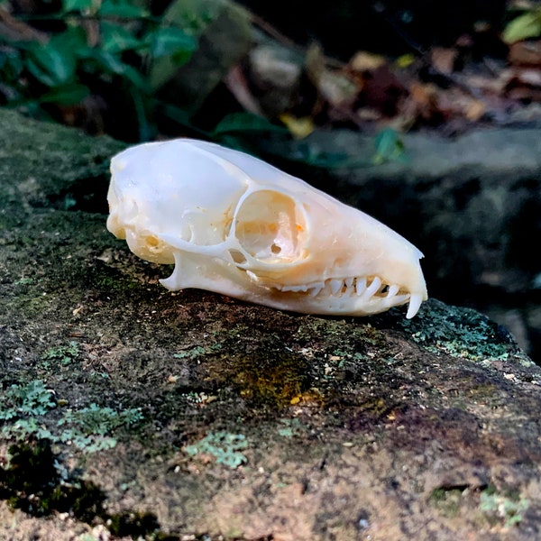 Horsfield's Treeshrew Skull - Tupaia javanica Skull - Cabinet of Curiosities - Taxidermy - Real Bones -